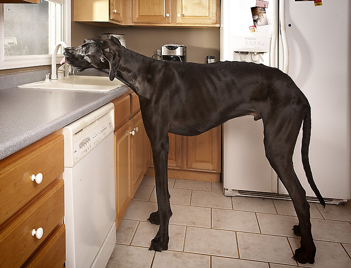 Самая большая собака в мире. Немецкий дог по кличке Зевс