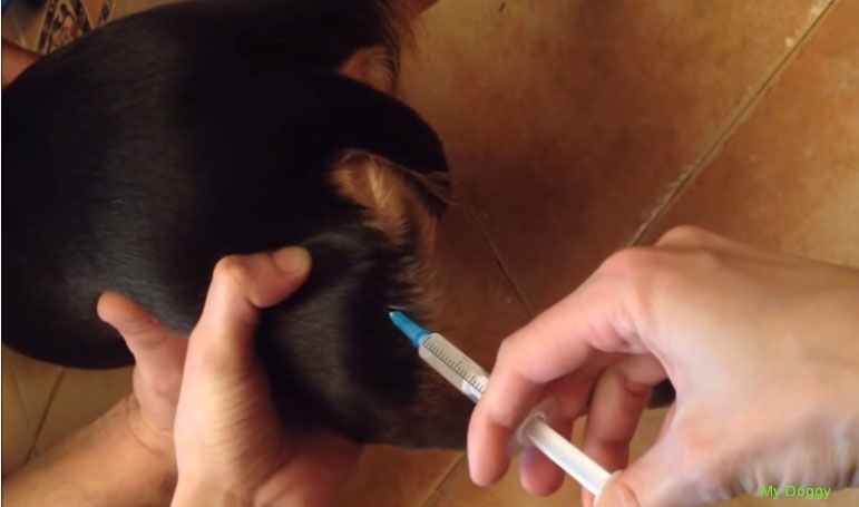 Как сделать собаке укол внутримышечно