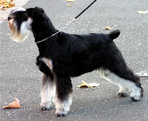 Самые популярные породы собак в России. Цвергшнауцер