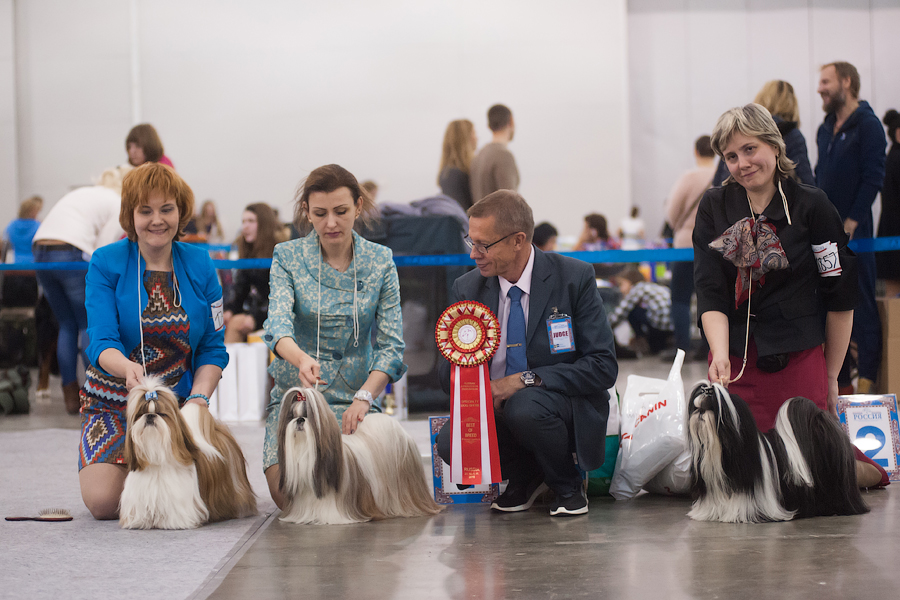 Результаты Каси (Skazka Imandri Krasa Devitsa) на международной выставке "Россия-2015", проходившей 01 ноября 2015 г. в Москве