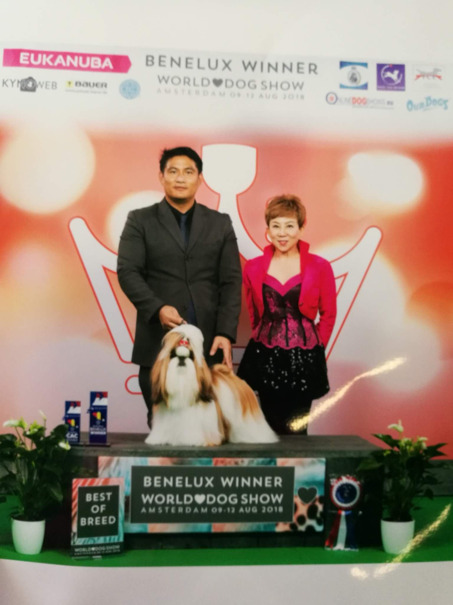 Benelux Winner 2018. Ши-тцу. Hearty Secret Of Love