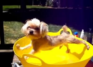 Собака ненавидит купаться