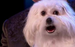 Говорящая собака Венди на шоу талантов в Британии