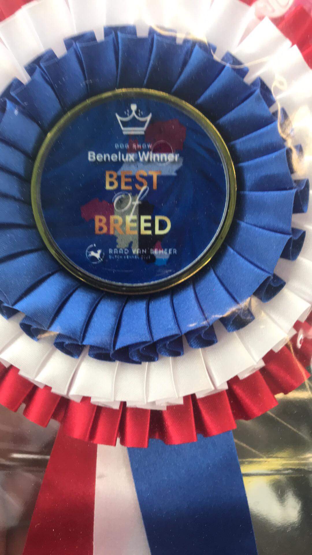 Результаты Benelux Winner 2018 в Амстердаме. Часть 1 My Doggy
