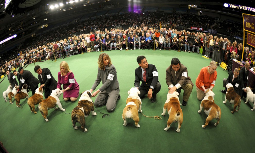 World Dog Show 2019 (Чемпионат мира собак) | где пройдет, всемирная выставка новые фото World Dog Show 2019 (Чемпионат мира собак) | где пройдет, всемирная выставка новые фото