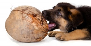 coconut-dog-diet-full
