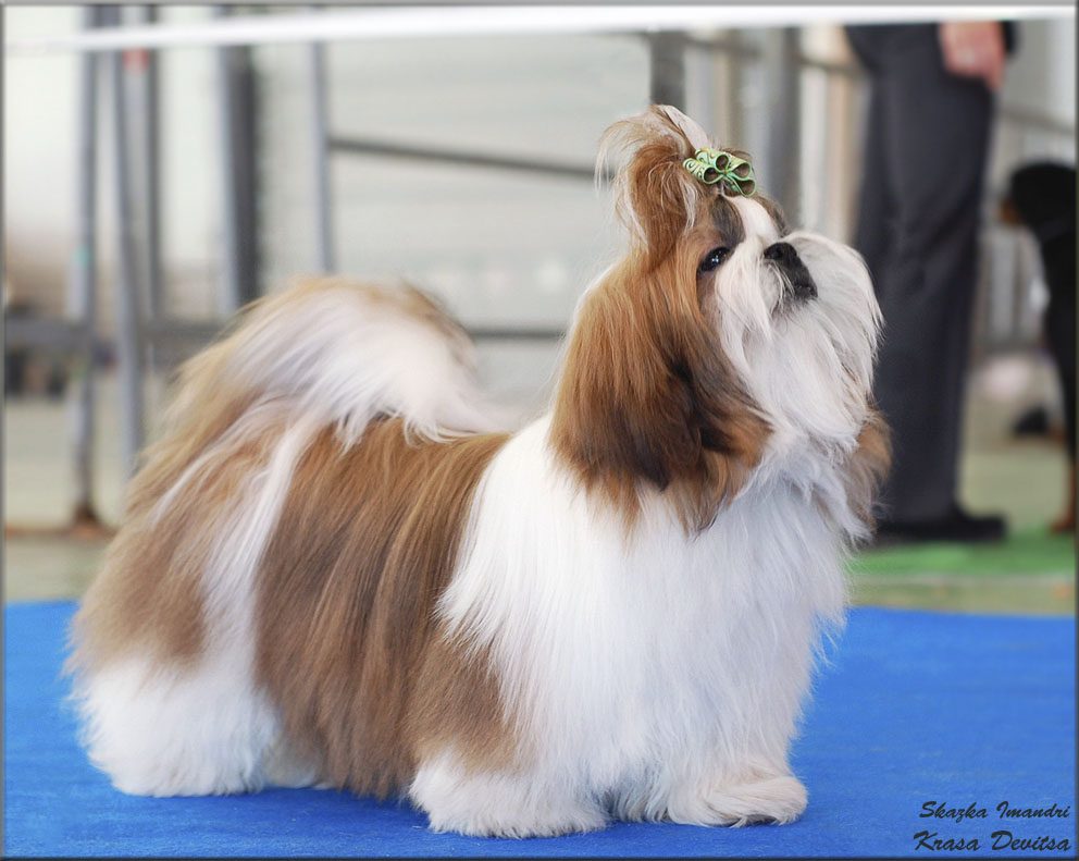 Выставочный дебют Каси. 19 апреля 2015 года, Москва, национальная выставка собака всех пород "Брид"