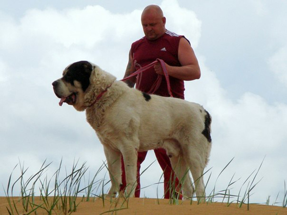 Самая крупная собака России. Алабай Бульдозер