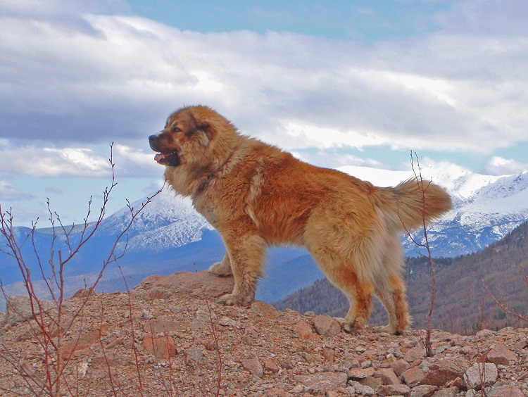 Самые крупные породы собак. Кавказская овчарка