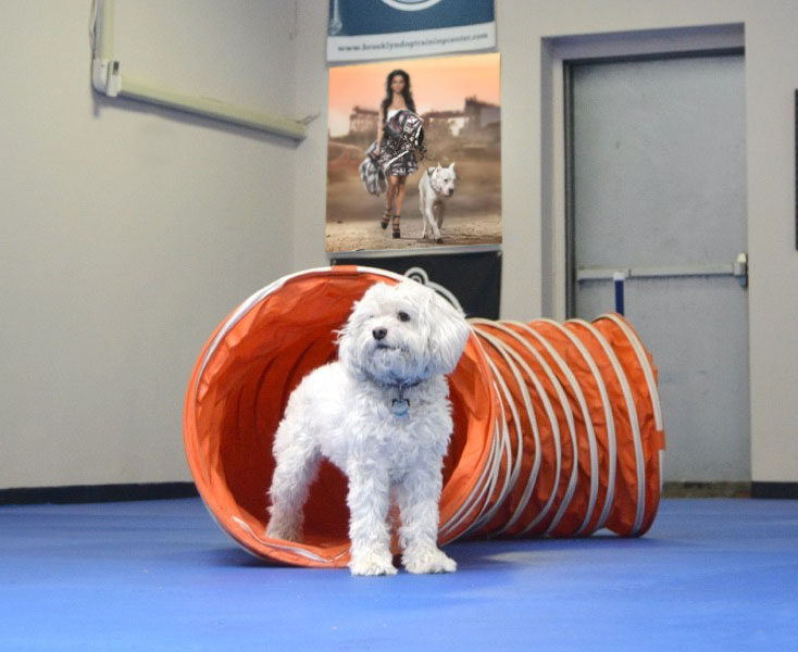 Залы для тренировки собак в Москве и Подмосковье
