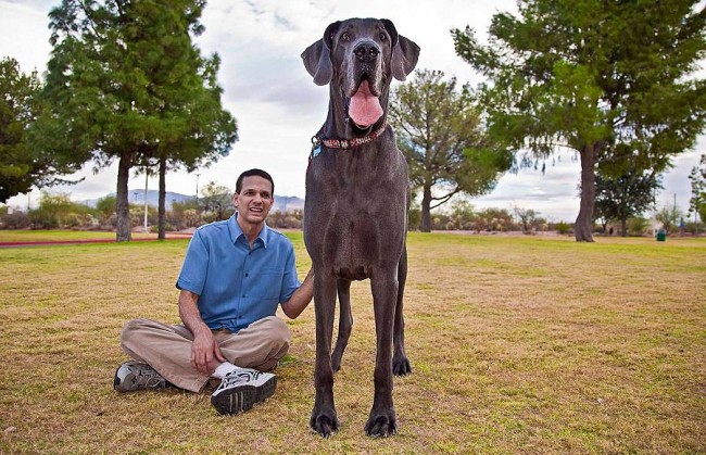 Самая большая собака в мире (2010 год) немецкий дог Джордж