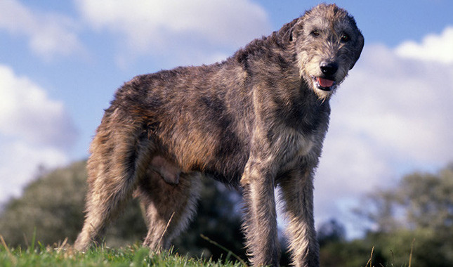 Самые крупные породы собак. Ирландский волкодав