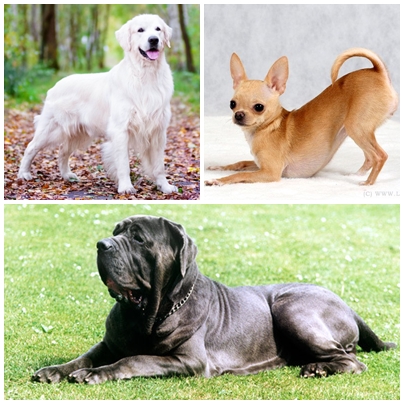 Жизнь собаки до рождения. Три породы - золотистый ретривер, чихуахуа, неаполитанский мастиф.