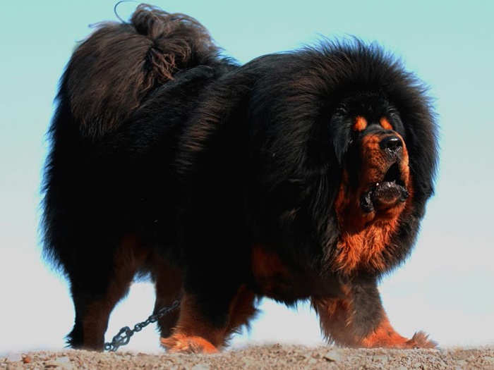 Самые крупные породы собак. Тибетский мастиф