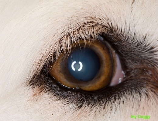 Зрение у собак. 