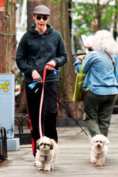 Знаменитости-владельцы Ши Тцу. Jim Parsons на прогулке со своими питомцами, один из которых Ши Тцу