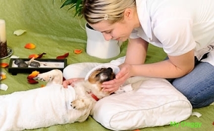 Как сделать массаж для собаки