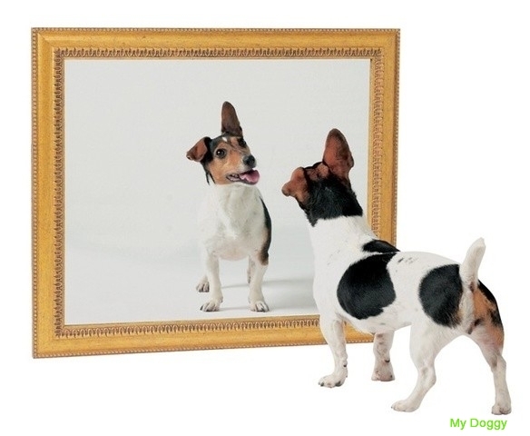 Узнают ли собаки себя в зеркале?