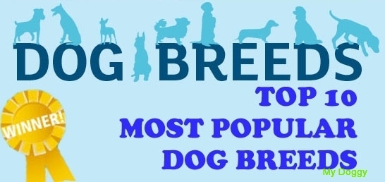 Top 10 Most Popular Dog Breeds