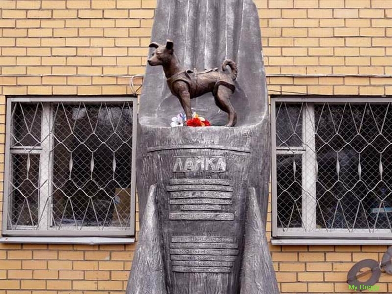 Памятники собакам в Москве. Памятник собаке Лайке