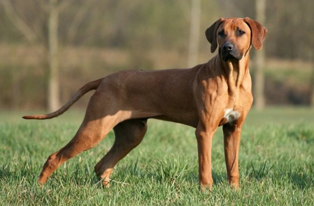 Самые популярные породы собак в России. Родезийский риджбек