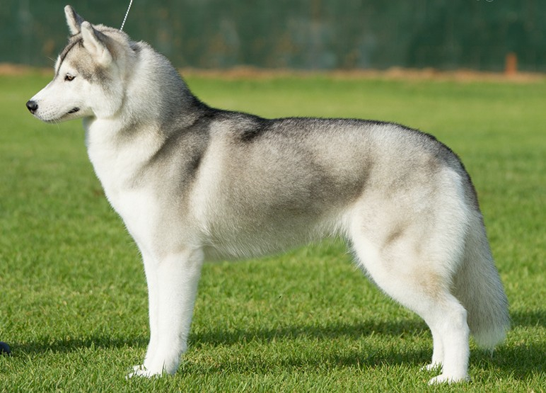 Самые популярные породы собак в России. Сибирский хаски
