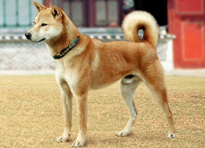 Самые редкие породы собак. Корейская собака джиндо