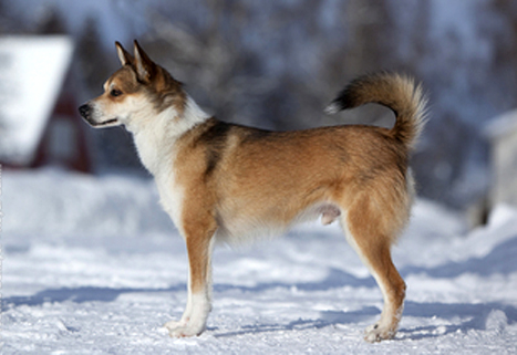 Самые редкие породы собак, Норвежский лундехунд