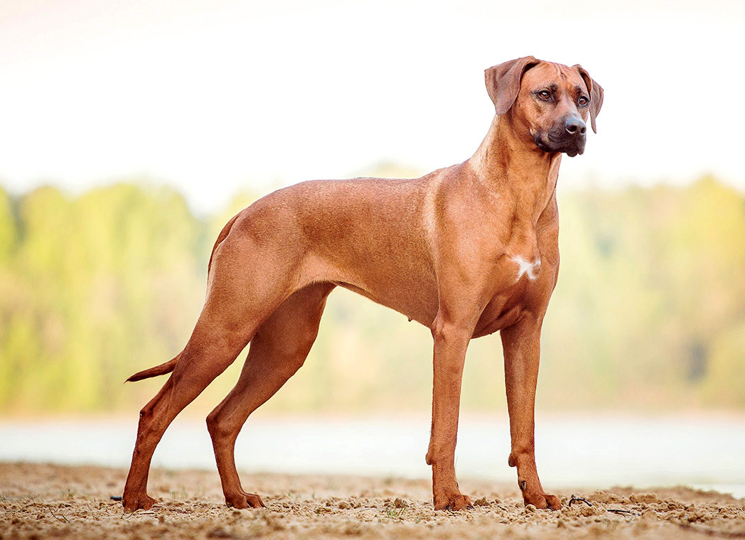 Самые популярные породы собак в мире. Родезийский риджбек