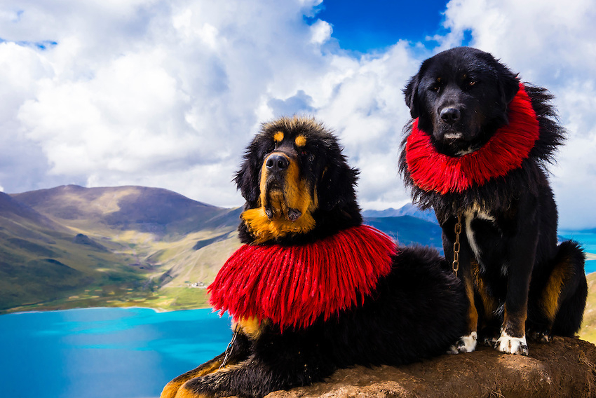 Сходство человека и собаки. Научные исследования. Тибетские мастифы