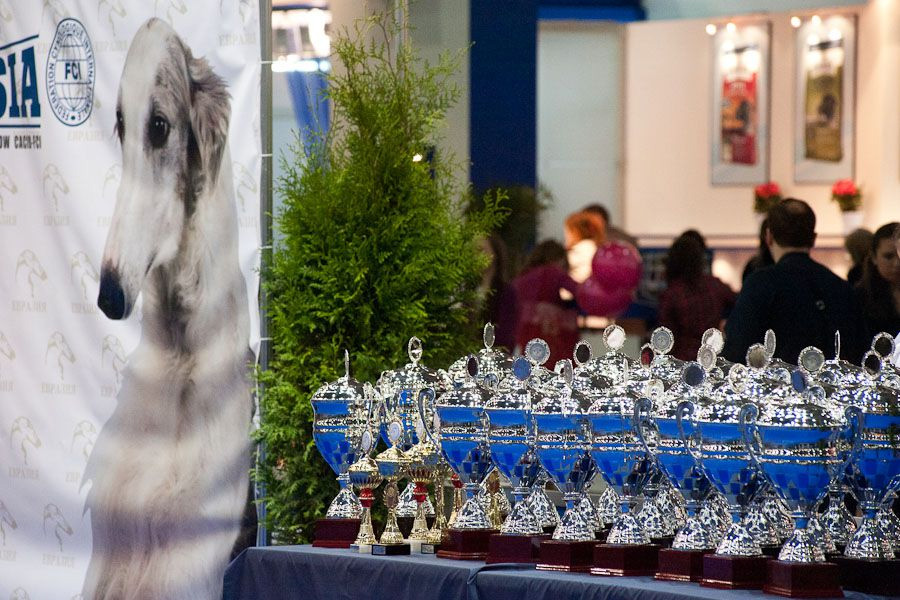 Евразия. Выставка собак. Расписания и эксперты в рингах Ши Тцу