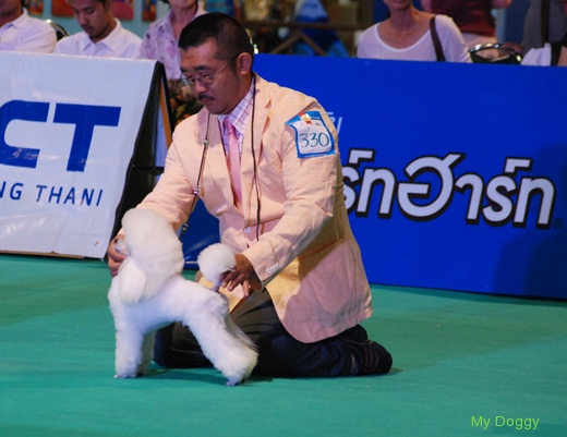 Выставки собак в Таиланде