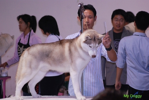 Выставки собак в Таиланде. Выставочный груминг