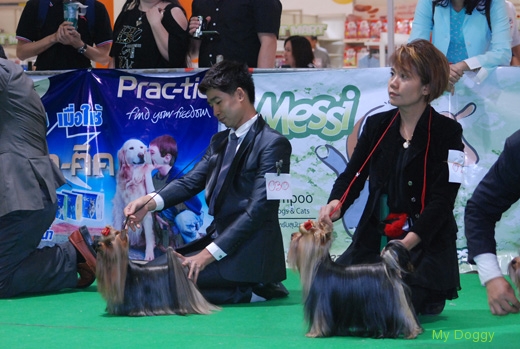 Выставка собак. Таиланд