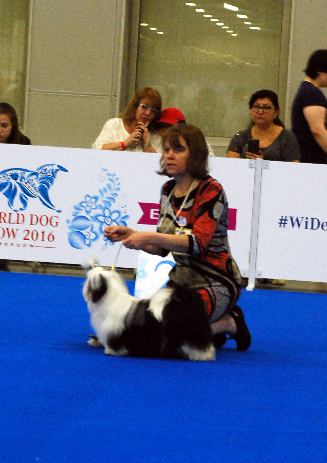 Лучшая сука-щенок на специализированной выставке ши тцу в рамках WDS'2016