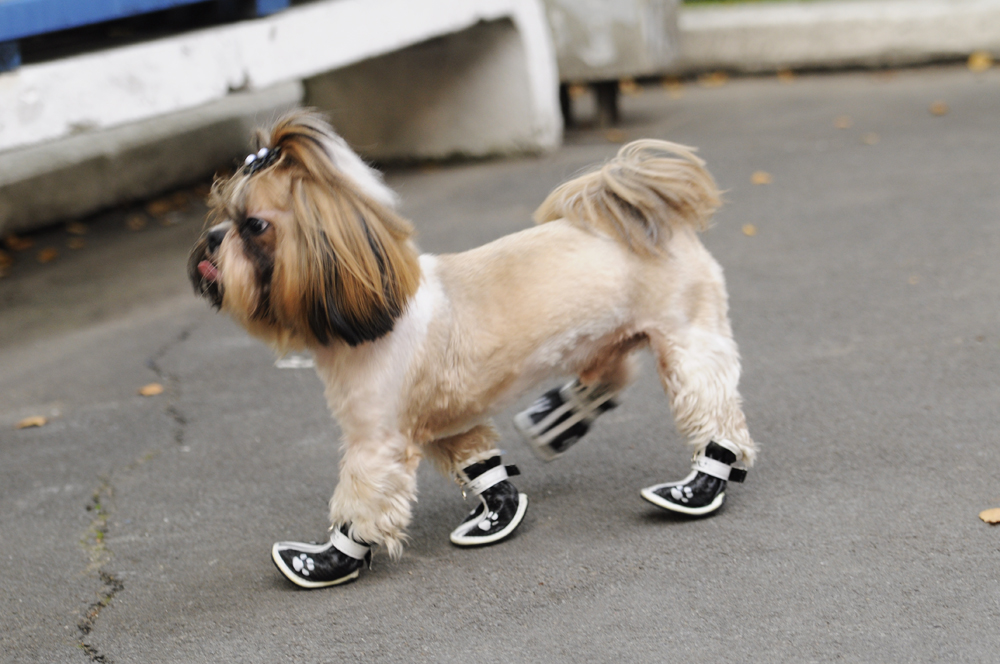 Обувь для собак: выбор и уход за лапками вашего питомца