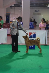 Выставки собак в Таиланде