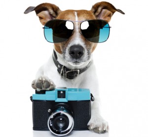 Фотографирование собак