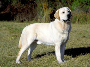 Самые-популярные-породы-собак-в-России.-Лабрадор-ретривер