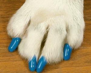 dog_manicure