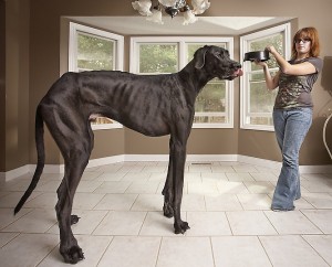 Самая-большая-собака-в-мире.-Немецкий-дог-по-кличке-Зевс