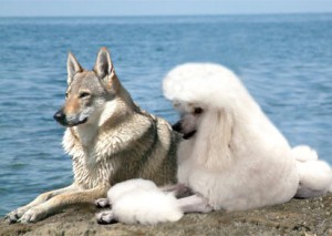 Волки-не-являются-предками-собак-свидетельствуют-генетики